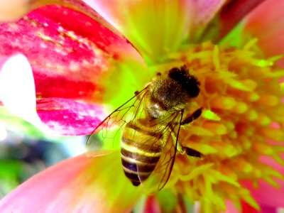 Honey Bee Perched On Pink And Yellow Petaled Flower Closeup Photography photo