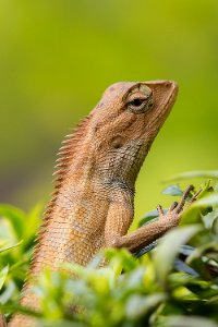 Animal Blur Chameleon photo
