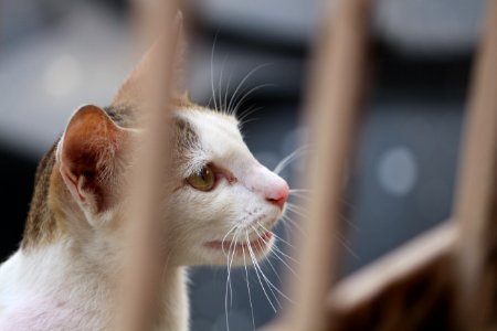 White And Gray Tabby Cat Behind Fence photo