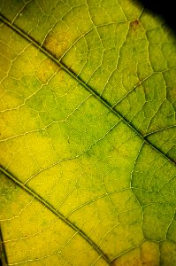 Close Up Photography Of Leaf photo