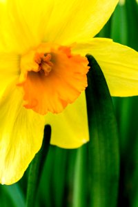 Selective Focus Photography Of Yellow Daffodil Flower photo