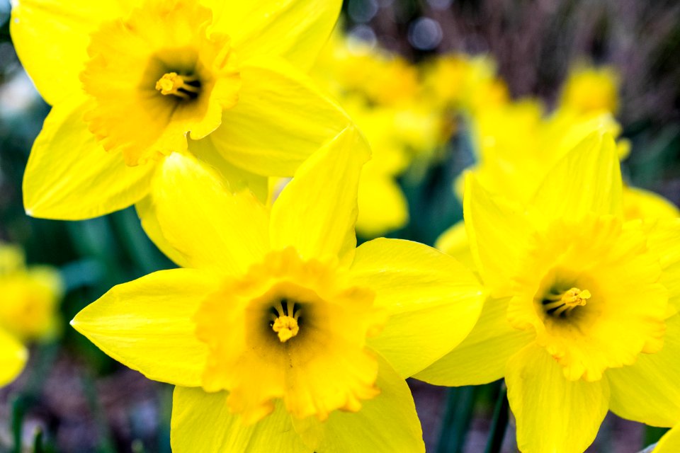 Photo Of Yellow Flowers