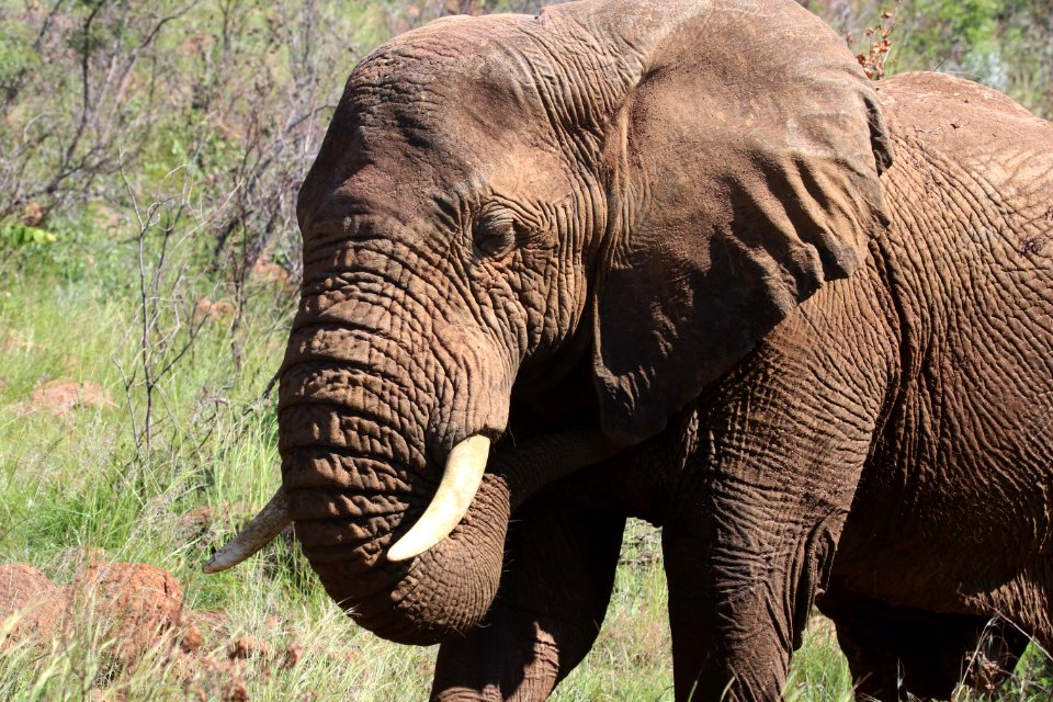 Photography Of Brown Elephant