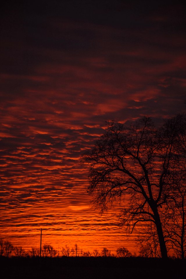 Photo Of Tree Under Sunset photo