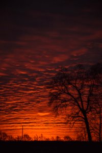 Photo Of Tree Under Sunset photo