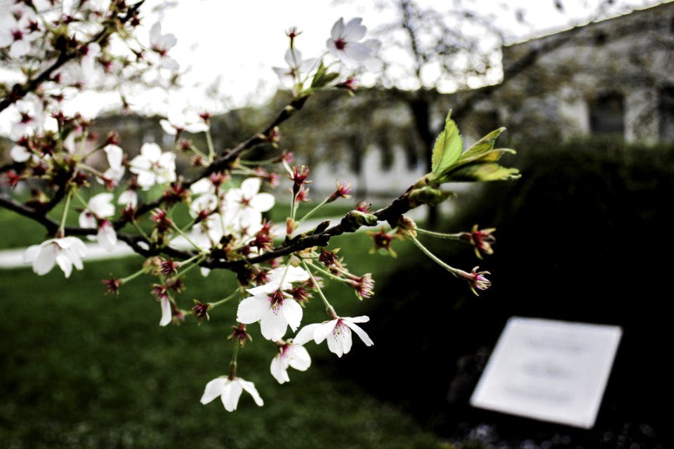 Selective Focus Photography Of White-and-red Petaled Flowers