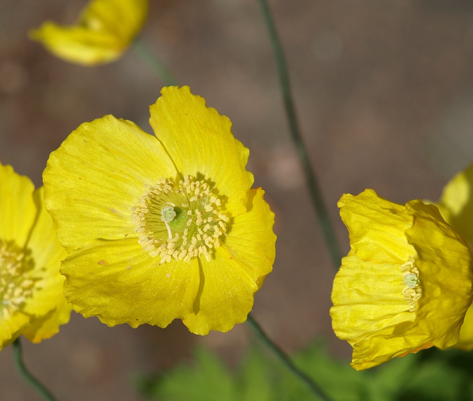 Close up pistil yellow
