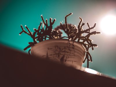 Plant Inside White Pot