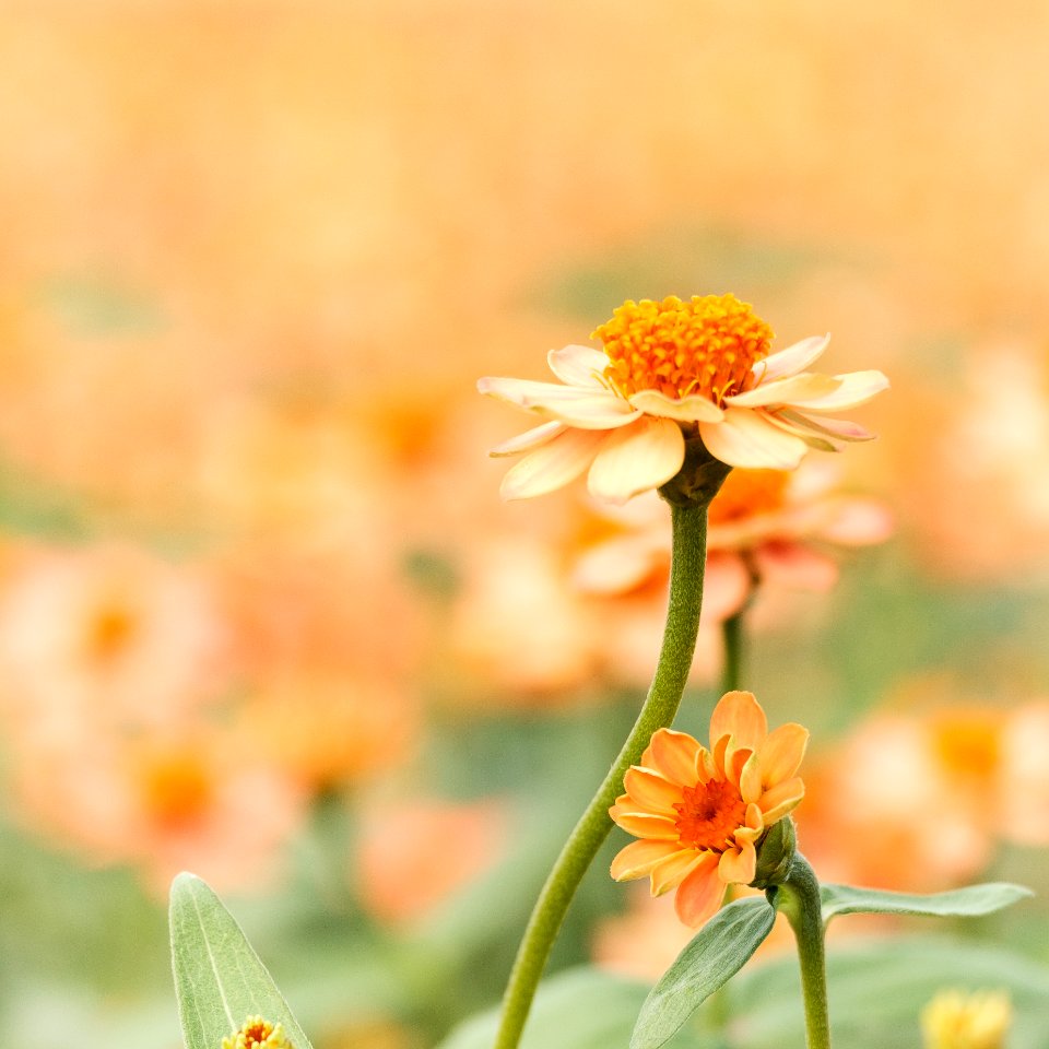 Shallow Focus Photography Of White Daisy