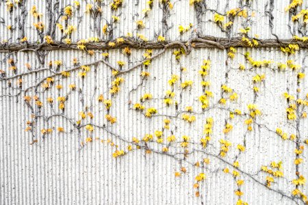 Yellow Vines On Gray Concrete Wall photo
