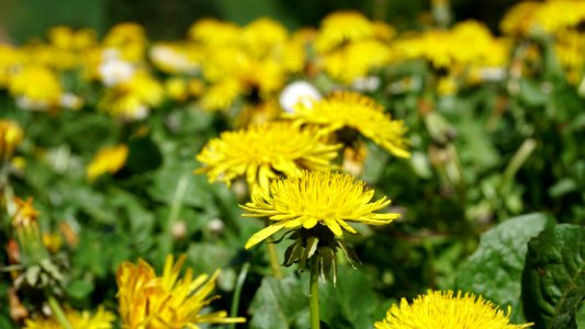 Selective Focus Photography Of Yellow Petaled Flowers photo
