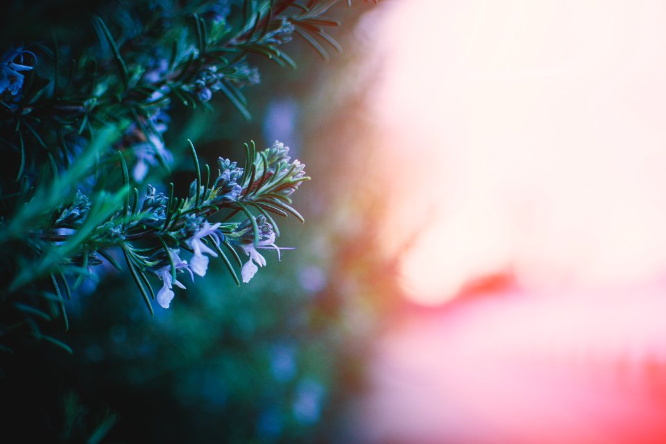 Selective Focus Photography Of Flowers