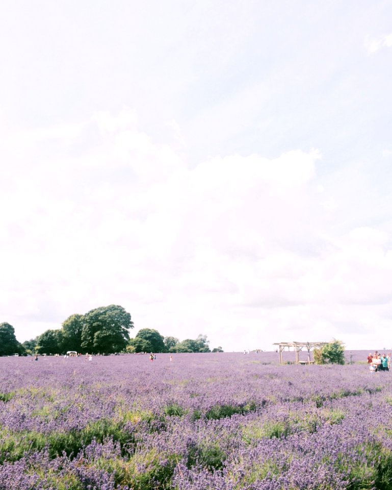 Photography Of Purple Petaled Flower Field