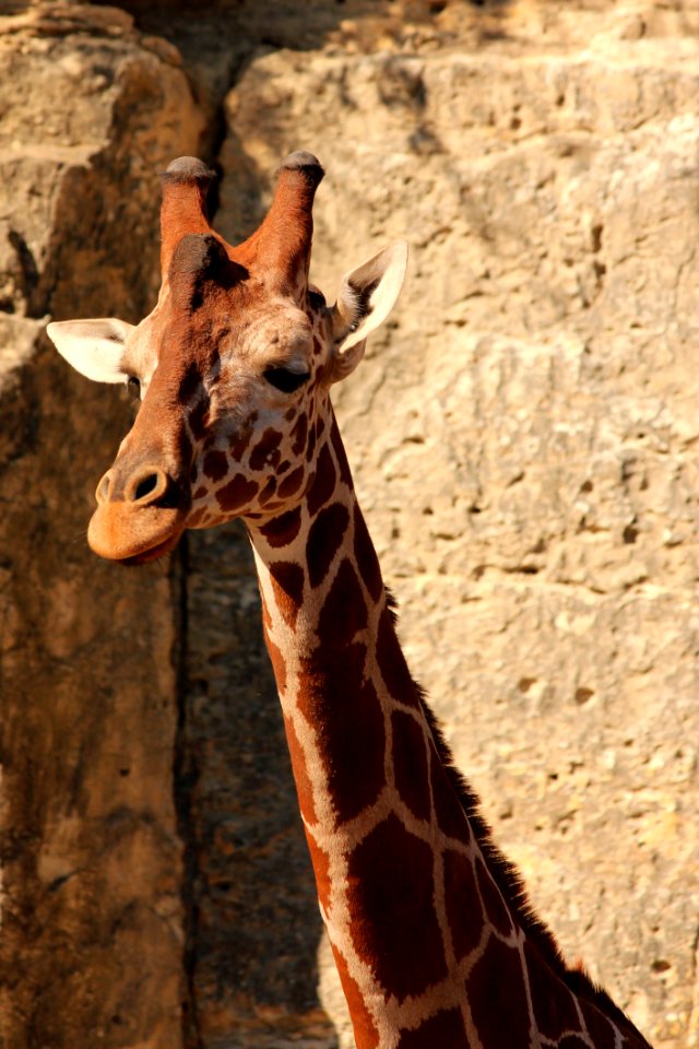 Giraffe, Terrestrial Animal, Wildlife, Giraffidae