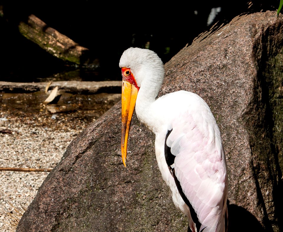 Beak, Bird, Fauna, Water Bird