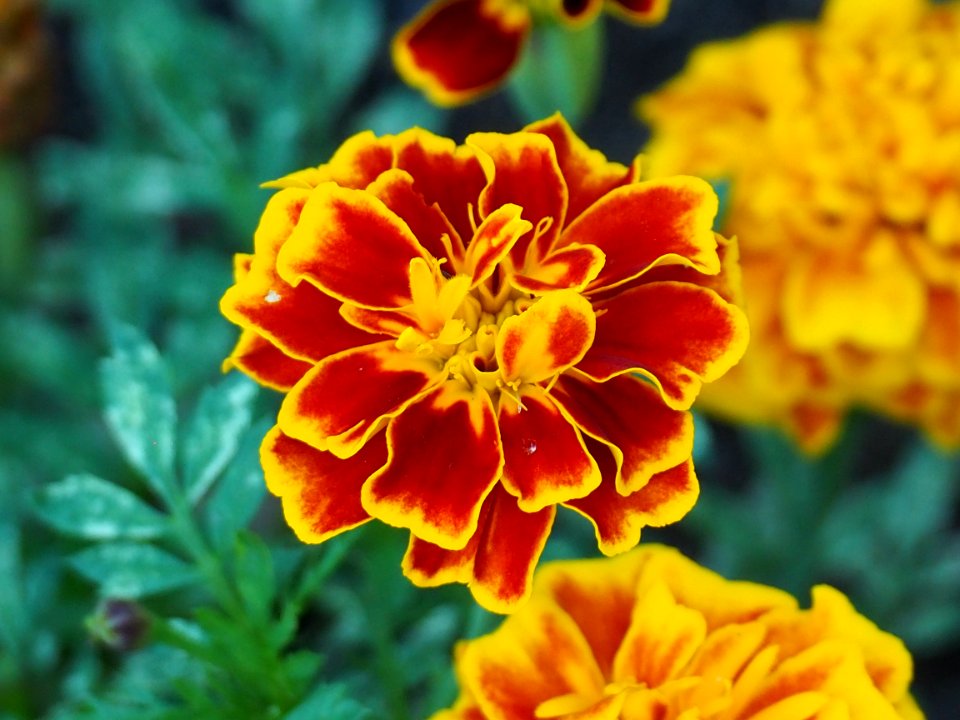 Flower, Yellow, Flora, Petal