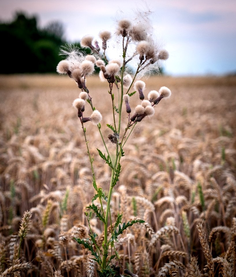 Plant, Flora, Grass Family, Flower