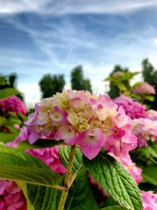 Flower, Plant, Pink, Flowering Plant
