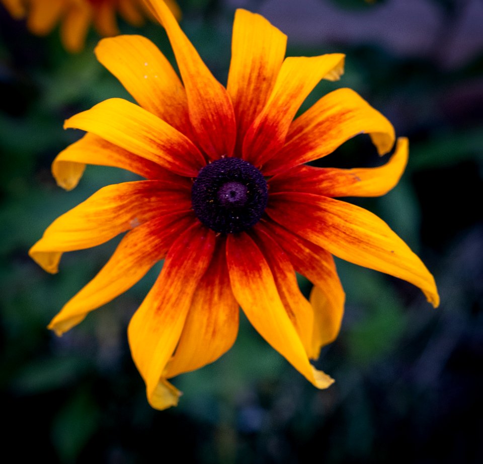 Flower, Yellow, Flora, Wildflower