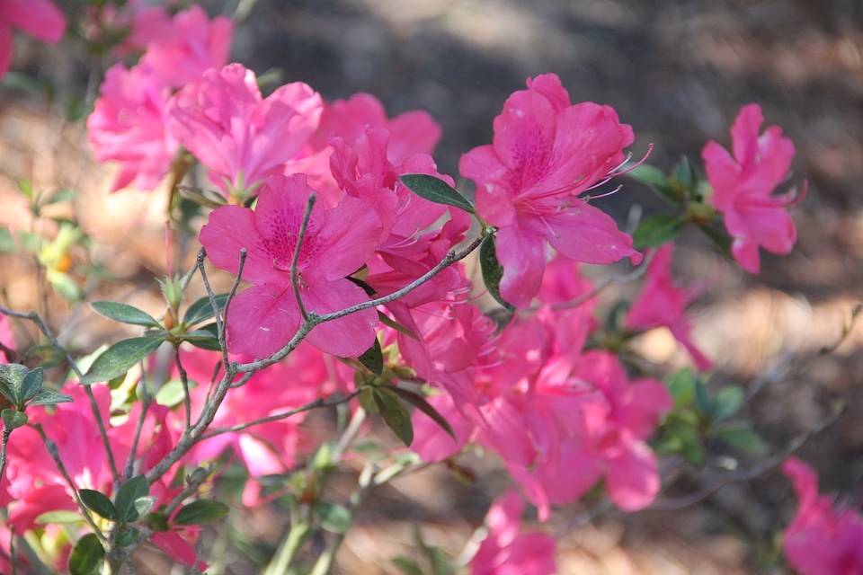 Blossom bloom petals