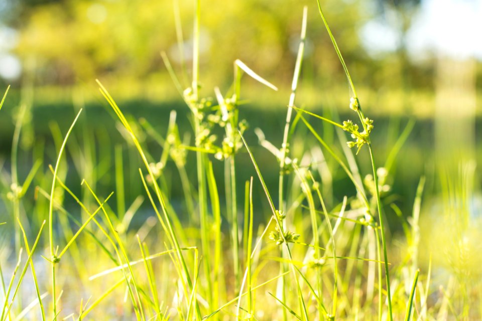 Grass, Flora, Grass Family, Plant