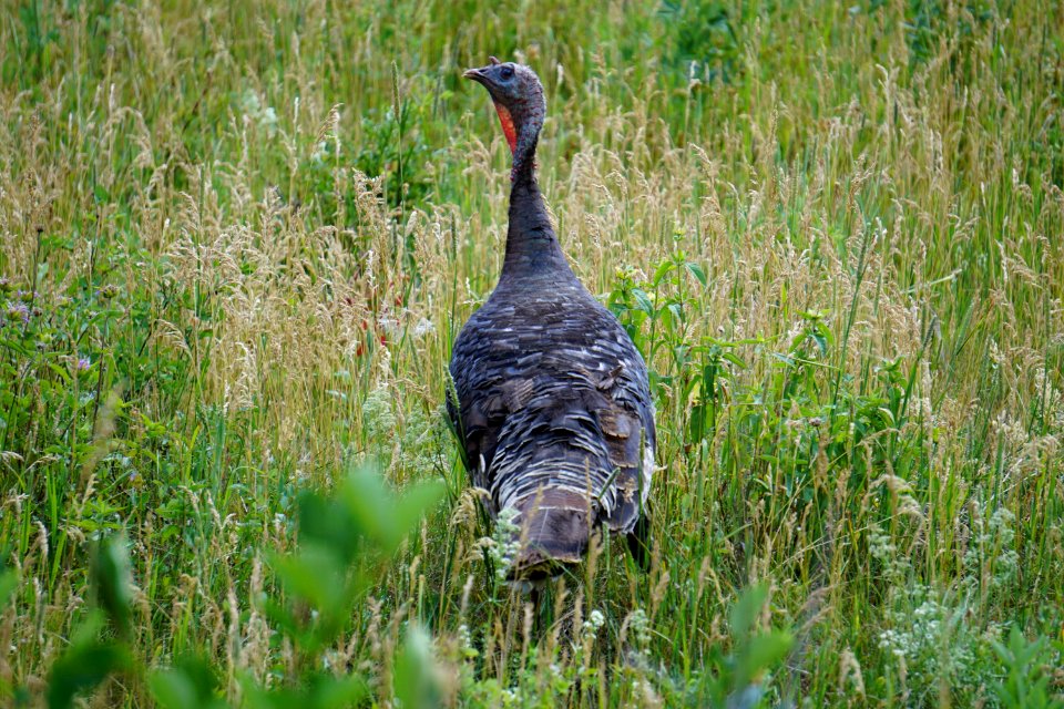 Bird, Wild Turkey, Galliformes, Fauna