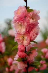 Pink, Flower, Blossom, Spring photo