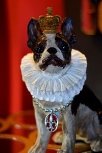 Dog, Dog Like Mammal, Dog Breed, Boston Terrier
