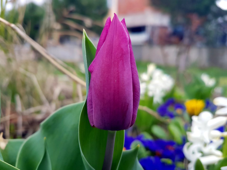 Flower, Plant, Tulip, Purple