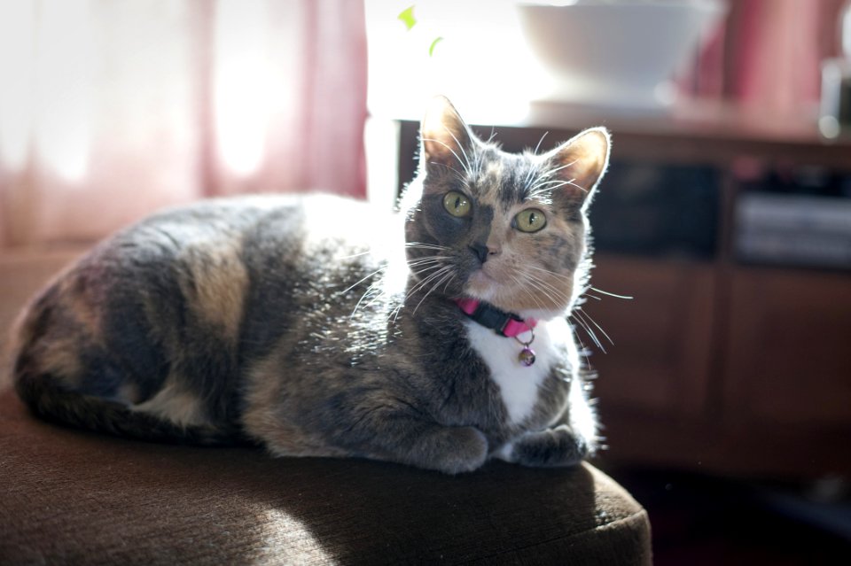 Cat, Whiskers, Small To Medium Sized Cats, Cat Like Mammal