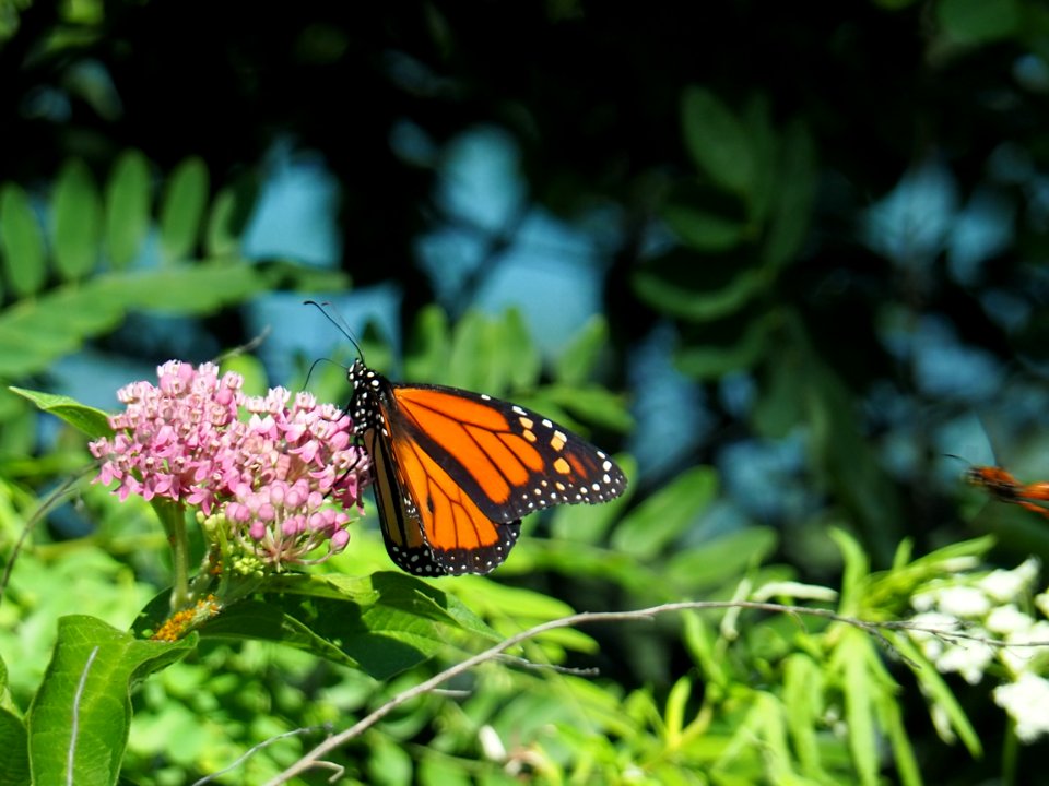 Butterfly, Moths And Butterflies, Monarch Butterfly, Insect