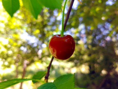 Cherry, Fruit, Branch, Malpighia photo