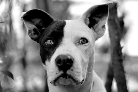 Dog, Black, Dog Breed, Black And White photo