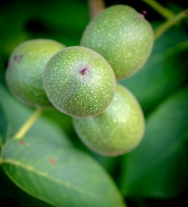 Fruit, Close Up, Macro Photography, Fruit Tree photo