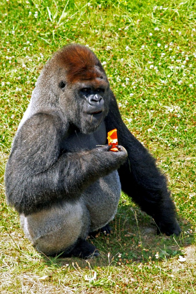 Great Ape, Western Gorilla, Mammal, Fauna