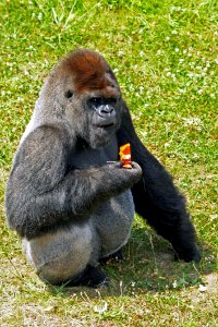 Great Ape, Western Gorilla, Mammal, Fauna