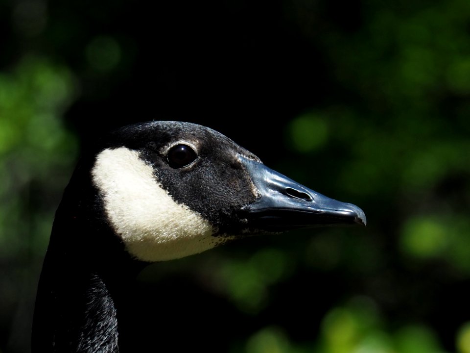 Beak, Bird, Fauna, Water Bird