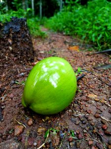 Green, Plant, Cucumber Gourd And Melon Family, Produce photo