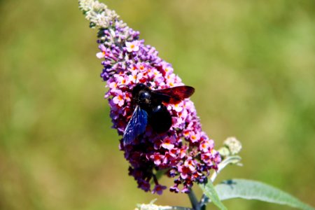 Insect, Nectar, Pollinator, Bee photo