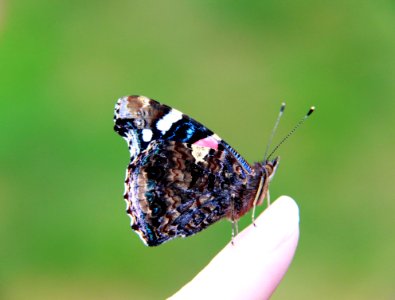 Insect, Butterfly, Moths And Butterflies, Brush Footed Butterfly photo