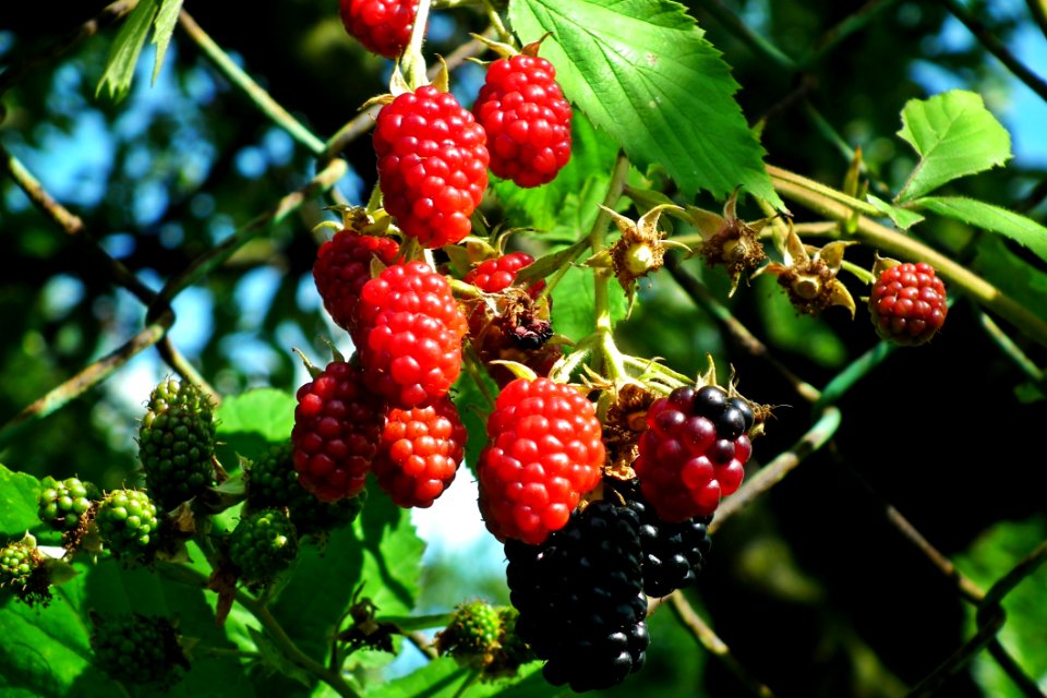Berry, Mulberry, Fruit, Raspberries Blackberries And Dewberries