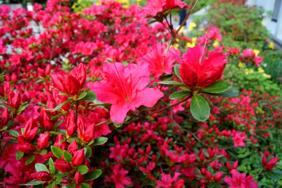 Flower, Plant, Pink, Flowering Plant