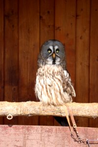 Owl, Great Grey Owl, Bird, Bird Of Prey photo