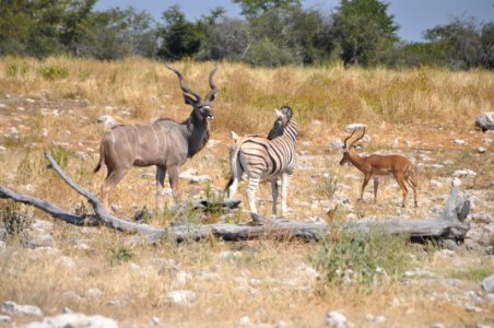 Wildlife, Ecosystem, Fauna, Antelope photo