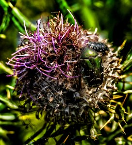 Cynara, Plant, Thistle, Flora photo