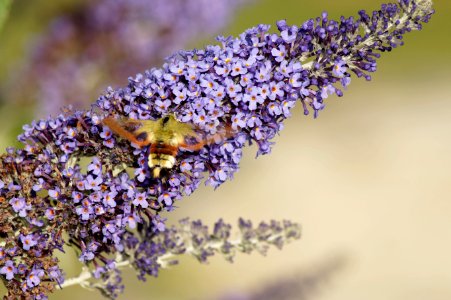 Lilac, Lavender, Purple, English Lavender photo