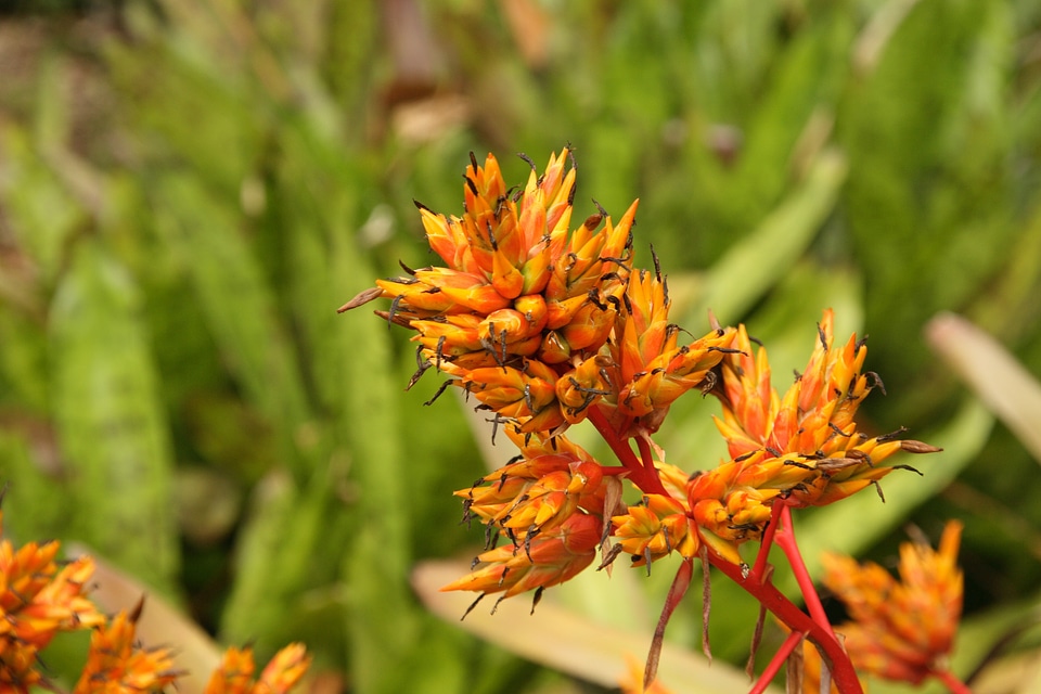 Blossom bloom orange