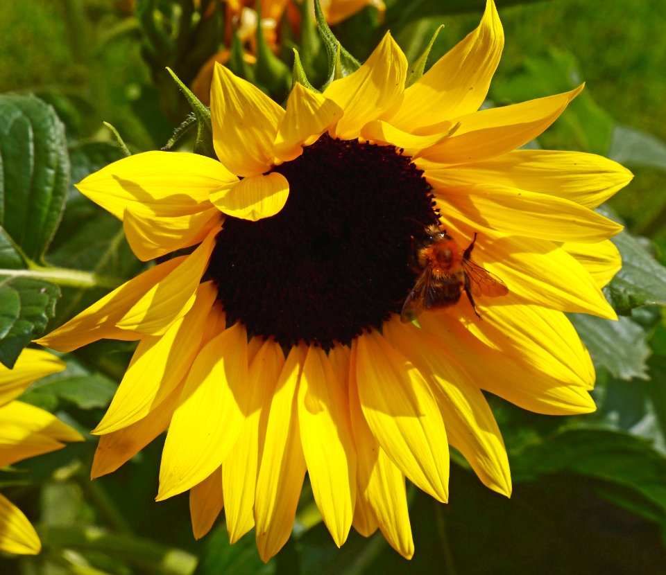 Flower, Sunflower, Yellow, Nectar