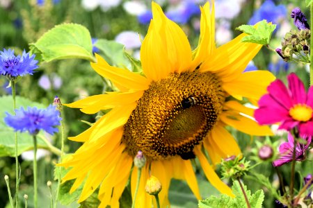 Flower, Sunflower, Honey Bee, Nectar photo