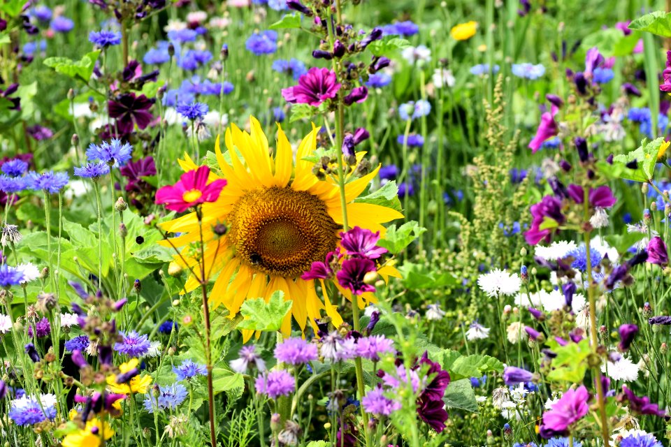 Flower, Wildflower, Plant, Flora